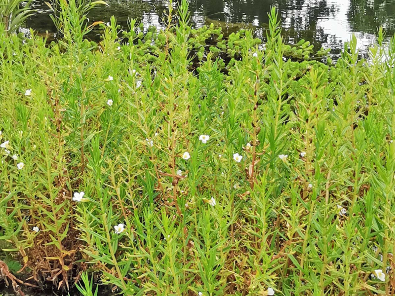 Preview: Gratiola officinalis - Gnadenkraut